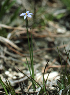 white blue-eyed grass